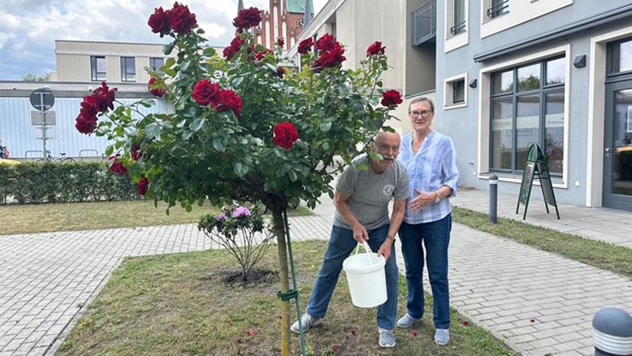 Patenschaft f&uuml;r einen Rhododendronstrauch